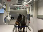 Raio-x Equino Estacionário - Image 4