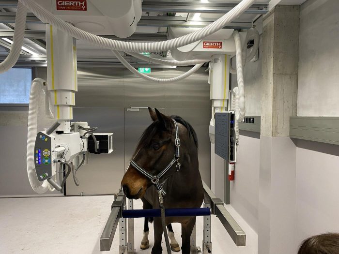 Raio-x Equino Estacionário - Image 4