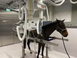 Raio-x Equino Estacionário
