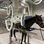 Raio-x Equino Estacionário