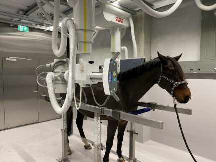 Raio-x Equino Estacionário